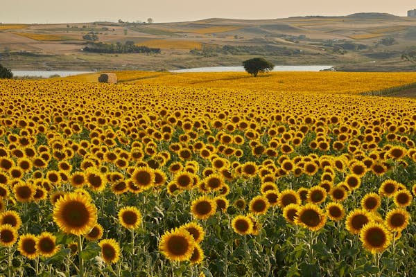 Les bénéfices de l'agrivoltaïsme : une solution d'avenir